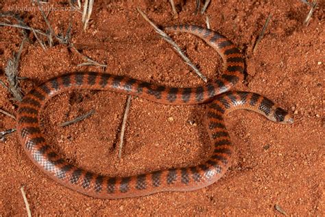 southern shovel nosed snake